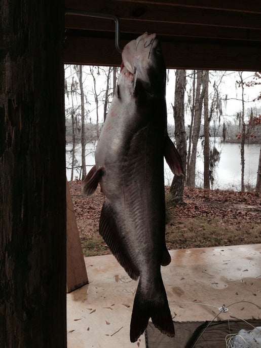 slat traps for catfish  Pensacola Fishing Forum