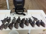 Fish Insect Fish