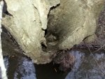 Rock Formation Geology Tree Bedrock