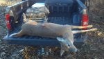 Deer hunting Boar Suidae Domestic pig Fawn